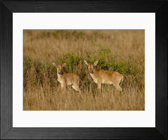 Framed Print : Two young Cokes Hartebeest (Alcelaphus buselaphus cokii), Masai Mara National Reserve Framed Print : Two young Cokes Hartebeest (Alcelaphus buselaphus cokii), Masai Mara National Reserve