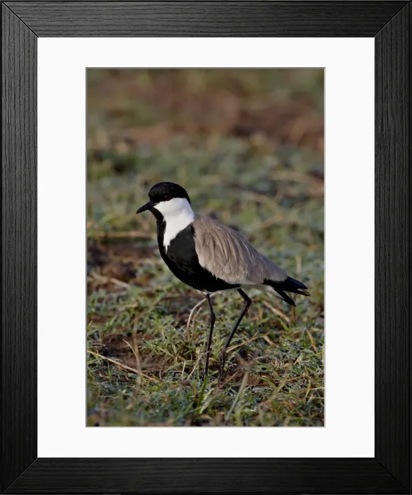 Framed Print : Spur-Winged Plover (Spur-Winged Lapwing) (Vanellus spinosus), Masai Mara National Reserve Framed Print : Spur-Winged Plover (Spur-Winged Lapwing) (Vanellus spinosus), Masai Mara National Reserve