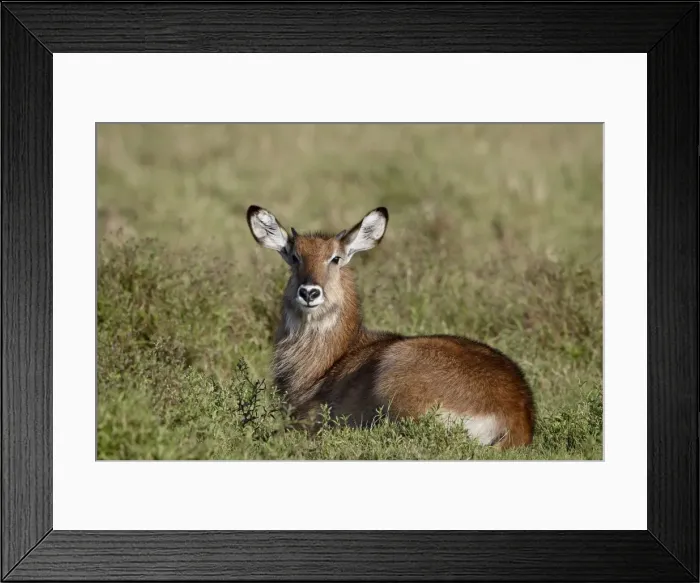 Framed Print : Young male Defassa Waterbuck (Kobus ellipsiprymnus defassa), Masai Mara National Reserve Framed Print : Young male Defassa Waterbuck (Kobus ellipsiprymnus defassa), Masai Mara National Reserve