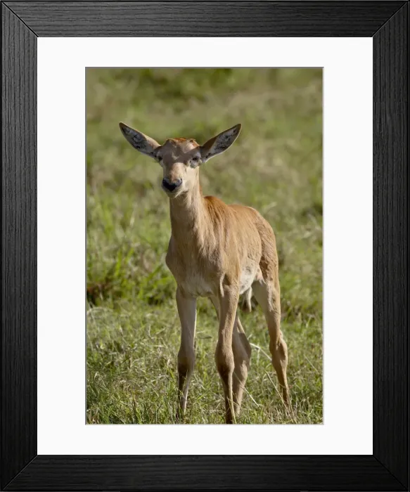 Framed Print : Baby Topi (Tsessebe) (Damaliscus lunatus), Masai Mara National Reserve Framed Print : Baby Topi (Tsessebe) (Damaliscus lunatus), Masai Mara National Reserve