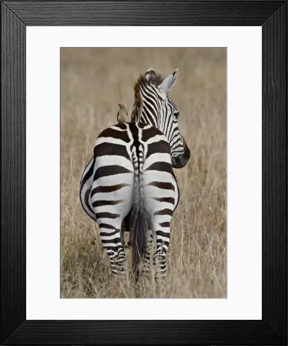 Framed Print : Red-Billed Oxpecker (Buphagus erythrorhynchus) on a Grants Zebra (Plains Zebra) Framed Print : Red-Billed Oxpecker (Buphagus erythrorhynchus) on a Grants Zebra (Plains Zebra)