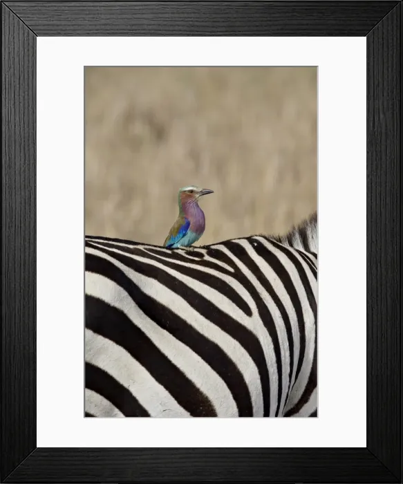 Framed Print : Lilac-Breasted Roller (Coracias caudata) on the back of a Grants Zebra Framed Print : Lilac-Breasted Roller (Coracias caudata) on the back of a Grants Zebra
