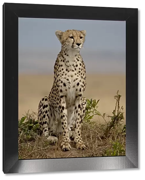 Cheetah (Acinonyx jubatus), Masai Mara National Reserve, Kenya, East Africa, Africa