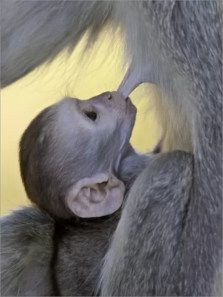 Infant Vervet Monkey (Chlorocebus aethiops) nursing, Kruger National Park
