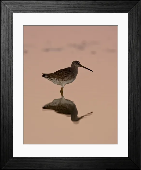 Framed Print : Short-Billed Dowitcher (Limnodromus griseus) reflected at sunset, Sonny Bono Salton Sea National Wildlife Refuge, California, United States of America Framed Print : Short-Billed Dowitcher (Limnodromus griseus) reflected at sunset, Sonny Bono Salton Sea National Wildlife Refuge, California, United States of America