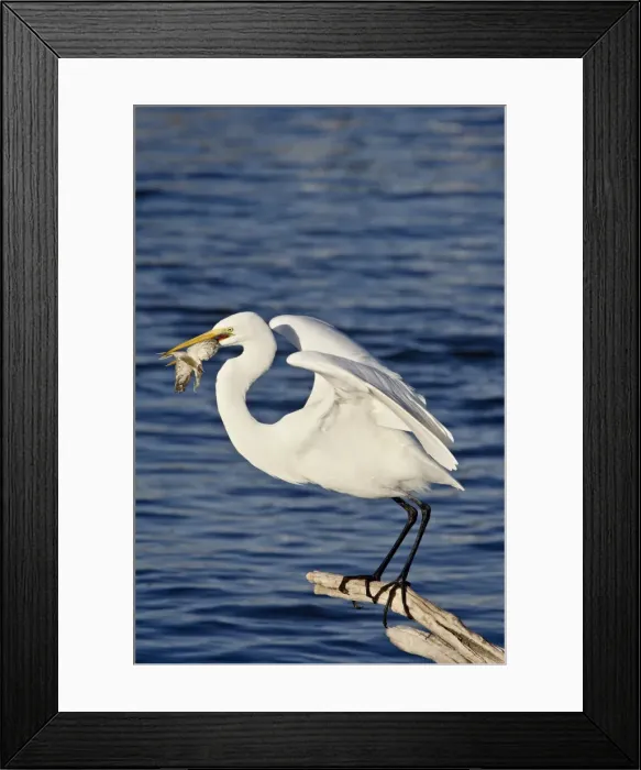 Framed Print : Great Egret (Ardea alba) with a fish, Sonny Bono Salton Sea National Wildlife Refuge Framed Print : Great Egret (Ardea alba) with a fish, Sonny Bono Salton Sea National Wildlife Refuge