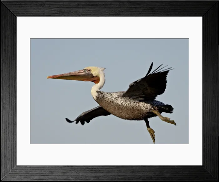Framed Print : American White Pelican (Pelecanus erythrorhynchos) in flight shortly after taking off Framed Print : American White Pelican (Pelecanus erythrorhynchos) in flight shortly after taking off