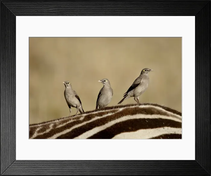 Framed Print : Three Wattled Starling (Creatophora cinerea) on the back of a zebra, Masai Mara National Reserve