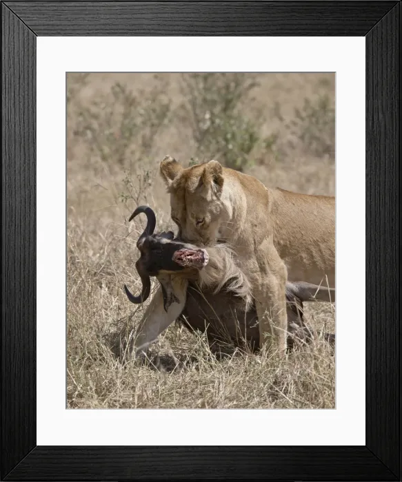 Framed Print : Lioness (Panthera leo) dragging a Blue Wildebeest (Brindled Gnu) (Connochaetes taurinus) carcass Framed Print : Lioness (Panthera leo) dragging a Blue Wildebeest (Brindled Gnu) (Connochaetes taurinus) carcass