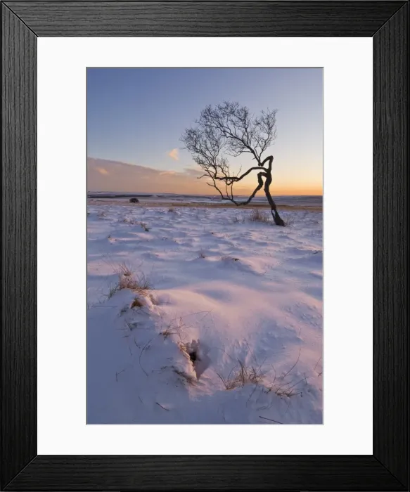 Framed Print : Twisted tree in the snow at sunset, Peak District National Park, Derbyshire Framed Print : Twisted tree in the snow at sunset, Peak District National Park, Derbyshire