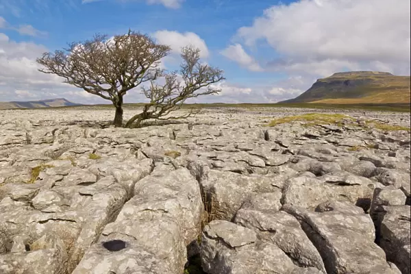 Tree growing through the limestone of White Scars, Ingleton, Yorkshire Dales National Park
