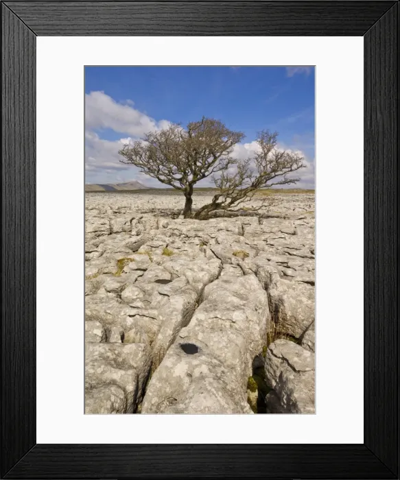 Framed Print : Tree growing through the Limestone pavement of White Scars, Yorkshire Dales National Park Framed Print : Tree growing through the Limestone pavement of White Scars, Yorkshire Dales National Park