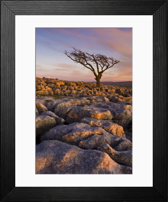 Framed Print : Twisted tree, Twistleton Scar End, Ingleton, Yorkshire Dales National Park Framed Print : Twisted tree, Twistleton Scar End, Ingleton, Yorkshire Dales National Park