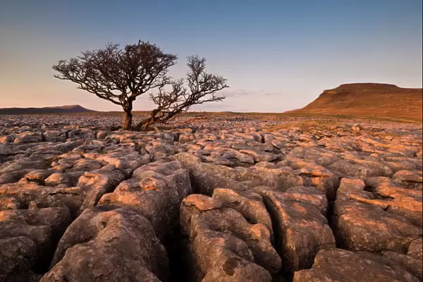 Tree growing through the limestone of White Scars at sunset, Ingleton, Yorkshire Dales National Park, England