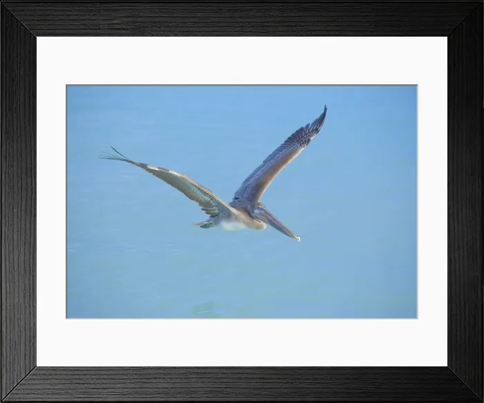 Framed Print : Pelican flying over sea, Key West, Florida, United States of America, North America Framed Print : Pelican flying over sea, Key West, Florida, United States of America, North America
