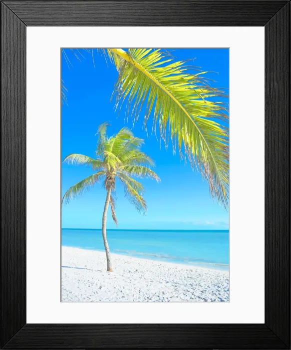 Framed Print : Palm tree on George Smathers Beach, Key West, Florida, United States of America Framed Print : Palm tree on George Smathers Beach, Key West, Florida, United States of America