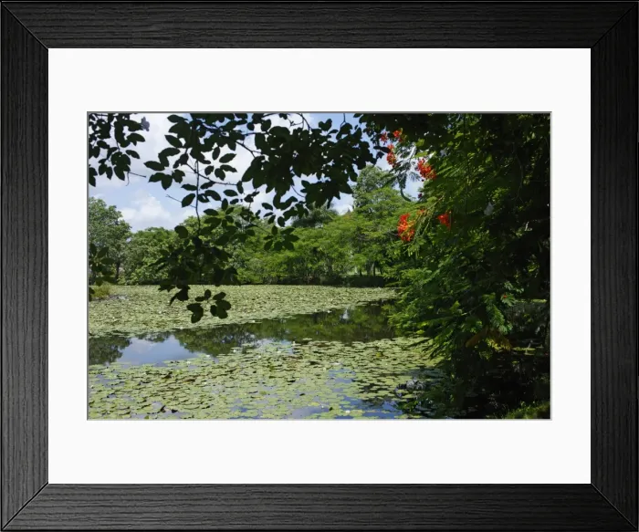 Framed Print : Laguna del Tesoro (Treasure Lagoon), Zapata Peninsula, Matanzas, Cuba, West Indies Framed Print : Laguna del Tesoro (Treasure Lagoon), Zapata Peninsula, Matanzas, Cuba, West Indies