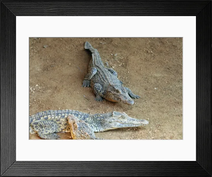 Framed Print : Young crocodiles in the Crocodile Breeding Centre, Laguna del Tesoro (Treasure Lagoon) Framed Print : Young crocodiles in the Crocodile Breeding Centre, Laguna del Tesoro (Treasure Lagoon)