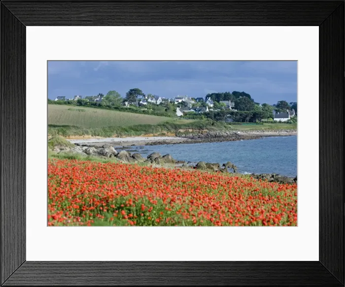 Framed Print : Field of poppies, Saint Sanson en Plouganou, North Finistere, Brittany, France, Europe Framed Print : Field of poppies, Saint Sanson en Plouganou, North Finistere, Brittany, France, Europe