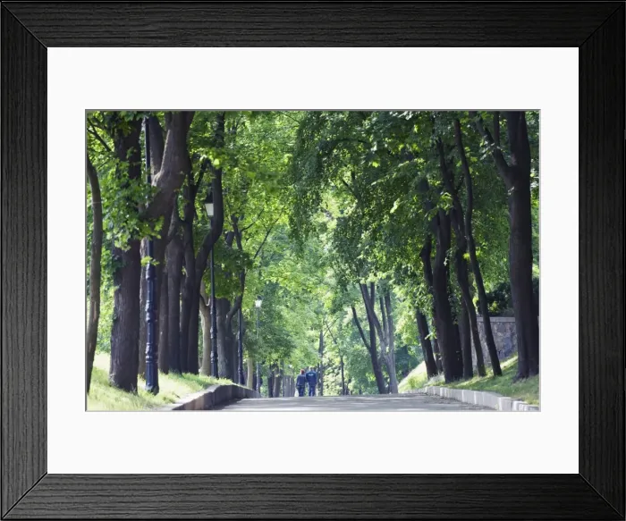 Framed Print : Tree lined avenue in Park Misky Sad, Kiev, Ukraine, Europe Framed Print : Tree lined avenue in Park Misky Sad, Kiev, Ukraine, Europe