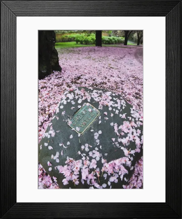 Framed Print : Spring cherry blossom, Brooklyn Botanical Garden, Brooklyn, New York City Framed Print : Spring cherry blossom, Brooklyn Botanical Garden, Brooklyn, New York City