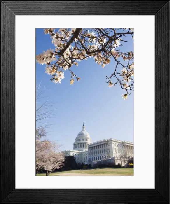 Framed Print : Spring cherry blossom, The Capitol Building, Capitol Hill, Washington D Framed Print : Spring cherry blossom, The Capitol Building, Capitol Hill, Washington D