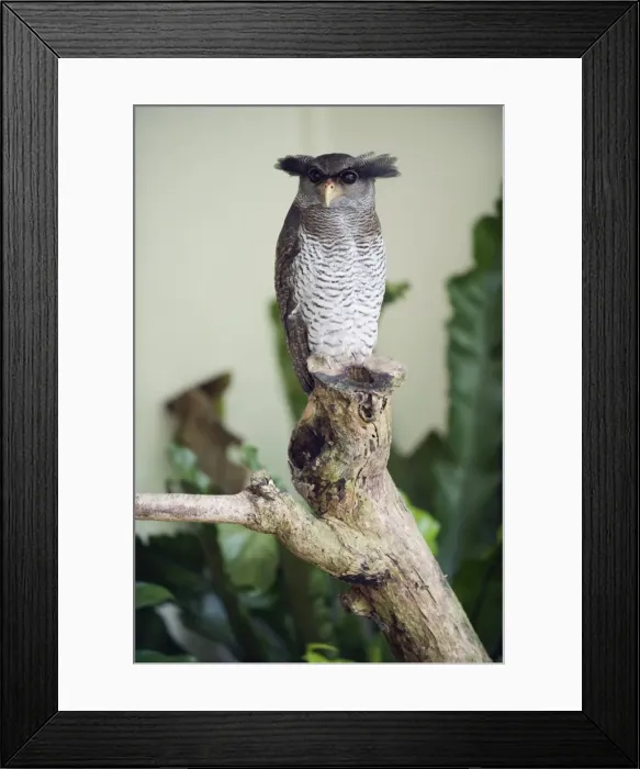 Framed Print : Malaysian eagle owl, KL Bird Park, Kuala Lumpur, Malaysia, Southeast Asia, Asia Framed Print : Malaysian eagle owl, KL Bird Park, Kuala Lumpur, Malaysia, Southeast Asia, Asia