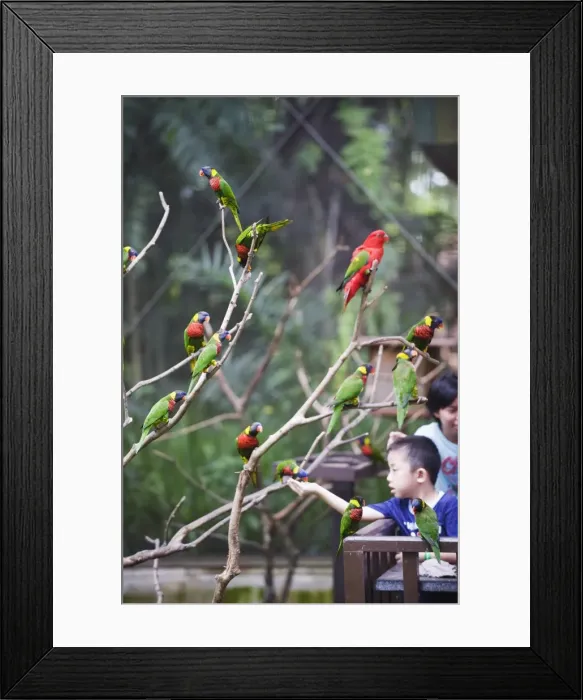 Framed Print : Boy feeding parakeets in World of Parrots, KL Bird Park, Kuala Lumpur, Malaysia Framed Print : Boy feeding parakeets in World of Parrots, KL Bird Park, Kuala Lumpur, Malaysia
