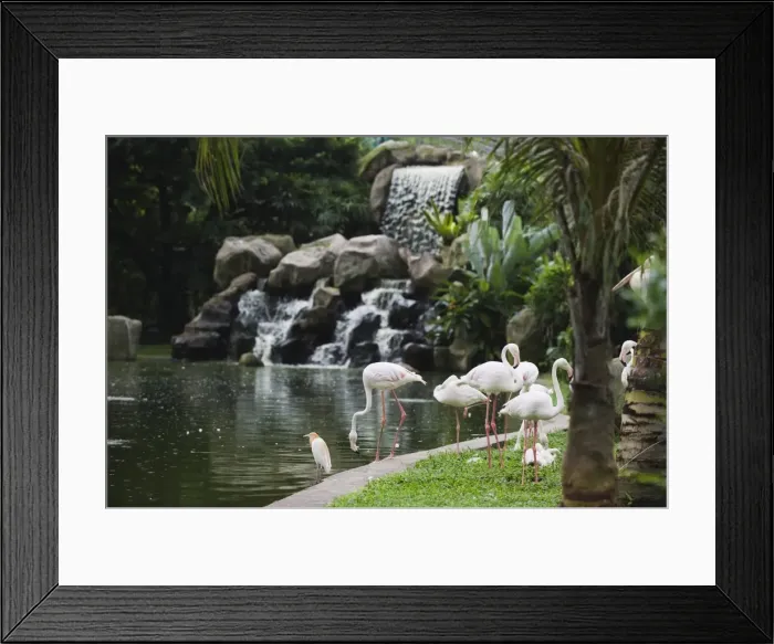 Framed Print : Flamingo, KL Bird Park, Kuala Lumpur, Malaysia, Southeast Asia, Asia Framed Print : Flamingo, KL Bird Park, Kuala Lumpur, Malaysia, Southeast Asia, Asia