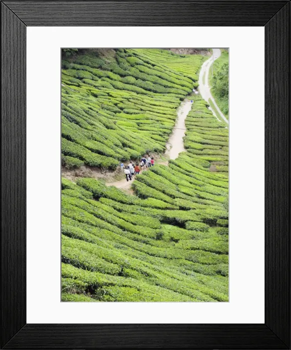 Framed Print : Tourist walking in a tea plantation, BOH Sungai Palas Tea Estate, Cameron Highlands Framed Print : Tourist walking in a tea plantation, BOH Sungai Palas Tea Estate, Cameron Highlands
