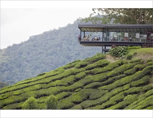 Tea shop on a tea plantation, BOH Sungai Palas Tea Estate, Cameron Highlands