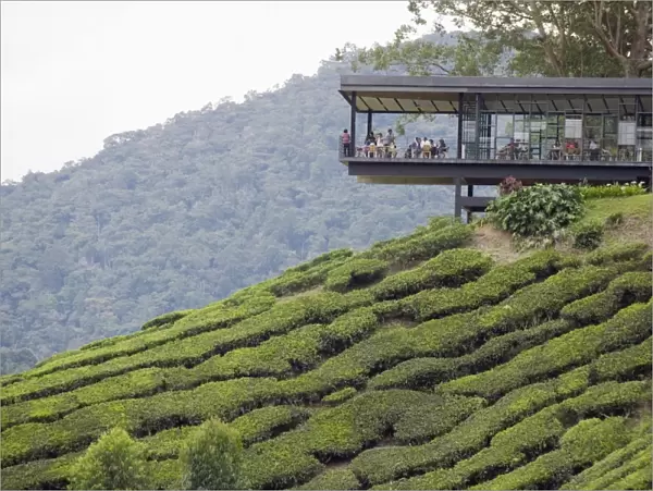 Tea shop on a tea plantation, BOH Sungai Palas Tea Estate, Cameron Highlands