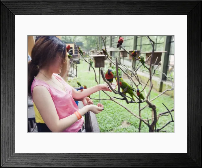 Framed Print : Girl feeding parakeets in World of Parrots, KL Bird Park, Kuala Lumpur Framed Print : Girl feeding parakeets in World of Parrots, KL Bird Park, Kuala Lumpur