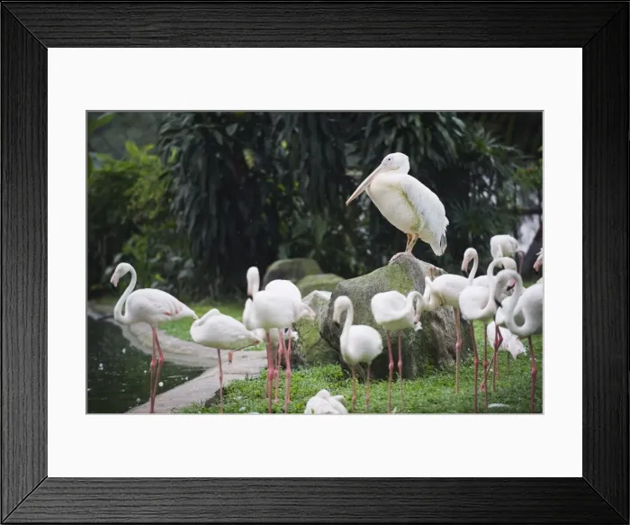 Framed Print : Pelican and flamingos, KL Bird Park, Kuala Lumpur, Malaysia, Southeast Asia, Asia Framed Print : Pelican and flamingos, KL Bird Park, Kuala Lumpur, Malaysia, Southeast Asia, Asia