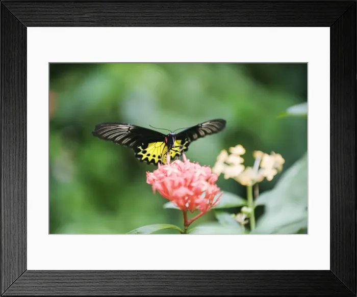Framed Print : Butterfly Park, Kuala Lumpur, Malaysia, Southeast Asia, Asia Framed Print : Butterfly Park, Kuala Lumpur, Malaysia, Southeast Asia, Asia