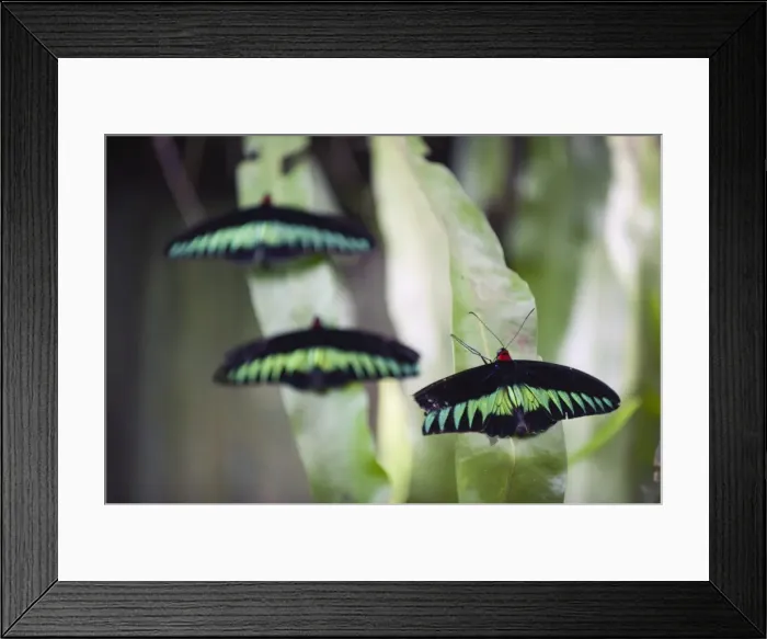 Framed Print : Butterfly Park, Kuala Lumpur, Malaysia, Southeast Asia, Asia Framed Print : Butterfly Park, Kuala Lumpur, Malaysia, Southeast Asia, Asia