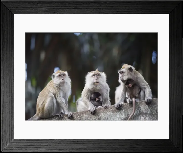 Framed Print : Macaque monkeys in Lake Gardens, Kuala Lumpur, Malaysia, Southeast Asia, Asia Framed Print : Macaque monkeys in Lake Gardens, Kuala Lumpur, Malaysia, Southeast Asia, Asia