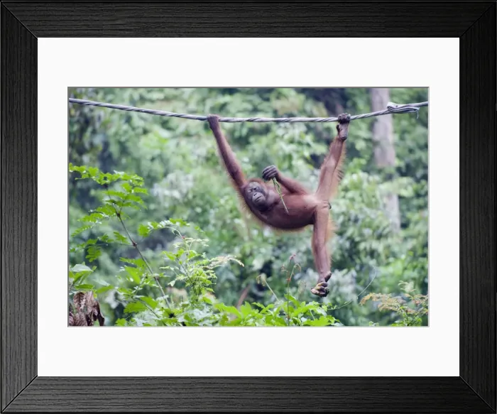 Framed Print : Sepilok Orang Utan Rehabilitation Centre, Borneo, Malaysia, Southeast Asia, Asia Framed Print : Sepilok Orang Utan Rehabilitation Centre, Borneo, Malaysia, Southeast Asia, Asia