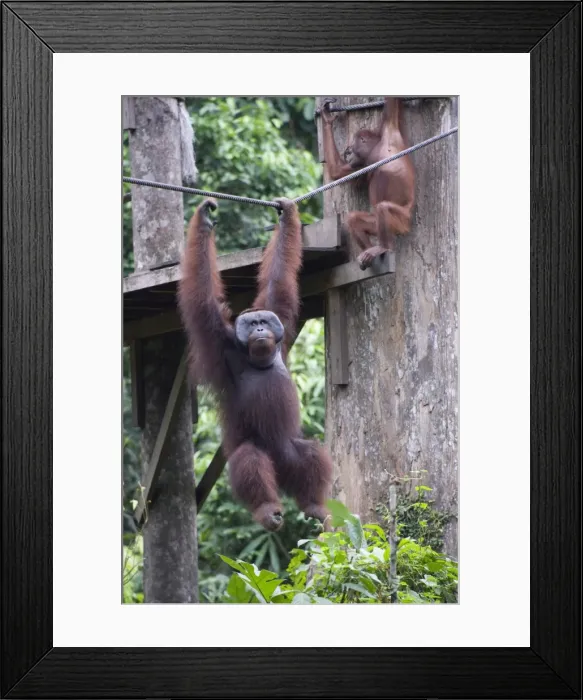 Framed Print : Cid, a wild Orang Utan at Sepilok Orang Utan Rehabilitation Centre, Borneo Framed Print : Cid, a wild Orang Utan at Sepilok Orang Utan Rehabilitation Centre, Borneo