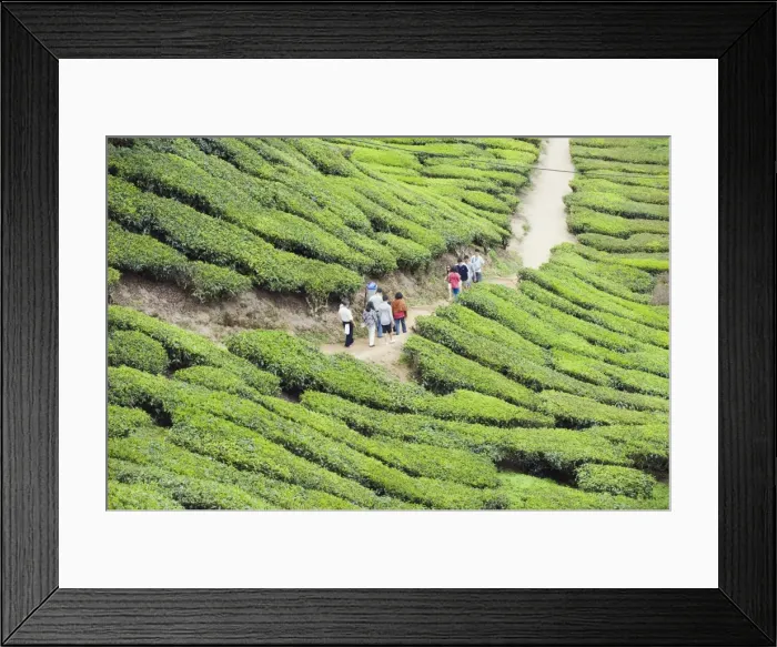 Framed Print : Tourists walking in a tea plantation, BOH Sungai Palas Tea Estate, Cameron Highlands Framed Print : Tourists walking in a tea plantation, BOH Sungai Palas Tea Estate, Cameron Highlands
