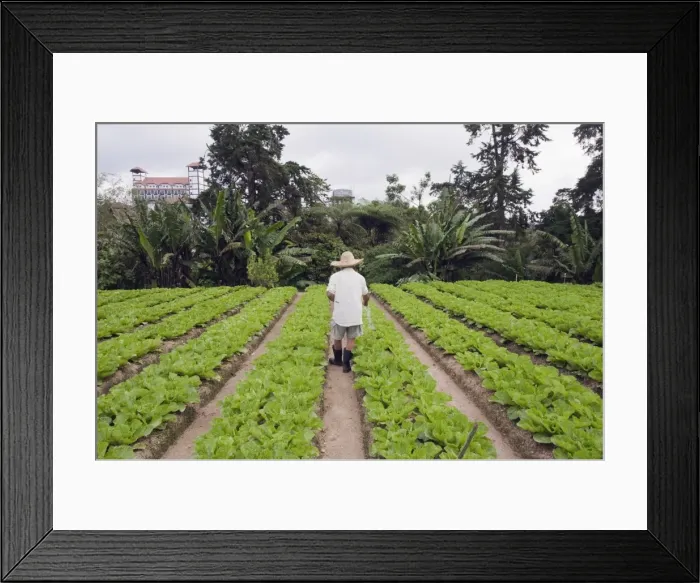 Framed Print : Gardener in a cabbage patch, Cameron Highlands, Perak state, Malaysia, Southeast Asia Framed Print : Gardener in a cabbage patch, Cameron Highlands, Perak state, Malaysia, Southeast Asia