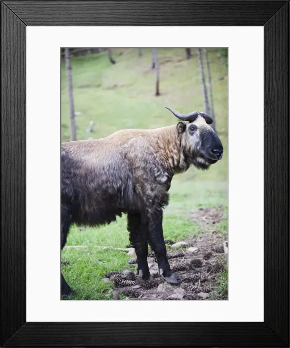 Framed Print : Takin, national animal of Bhutan, Motithang Takin Preserve, Thimphu, Bhutan, Asia Framed Print : Takin, national animal of Bhutan, Motithang Takin Preserve, Thimphu, Bhutan, Asia