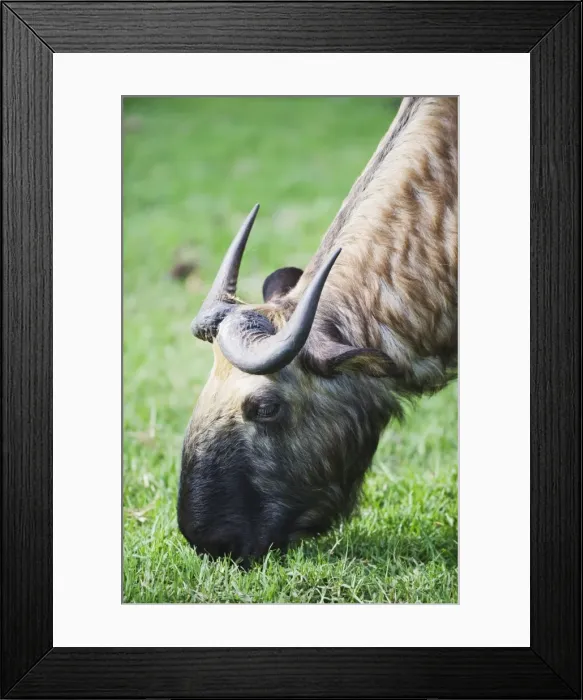 Framed Print : Takin, national animal of Bhutan, Motithang Takin Preserve, Thimphu, Bhutan, Asia Framed Print : Takin, national animal of Bhutan, Motithang Takin Preserve, Thimphu, Bhutan, Asia