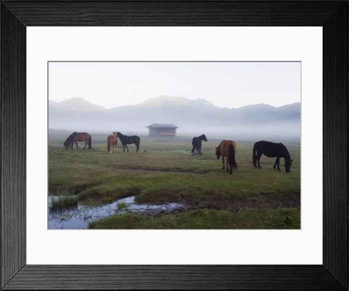 Framed Print : Horses in Phobjikha Valley, Bhutan, Asia Framed Print : Horses in Phobjikha Valley, Bhutan, Asia