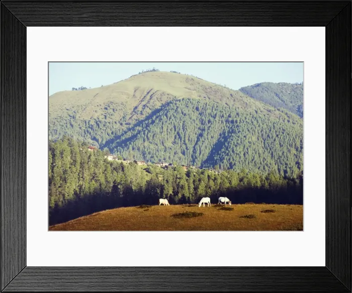 Framed Print : Horses on a ridge in Phobjikha Valley, Bhutan, Asia Framed Print : Horses on a ridge in Phobjikha Valley, Bhutan, Asia