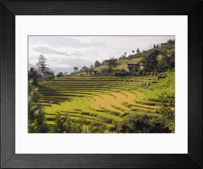Framed Print : Rice terraces, Punakha, Bhutan, Asia