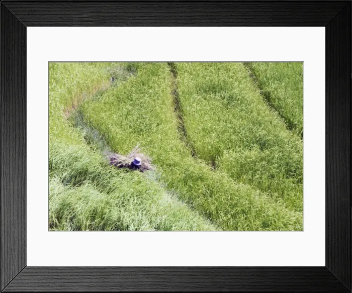 Framed Print : Woman working in a rice field, Punakha, Bhutan, Asia Framed Print : Woman working in a rice field, Punakha, Bhutan, Asia