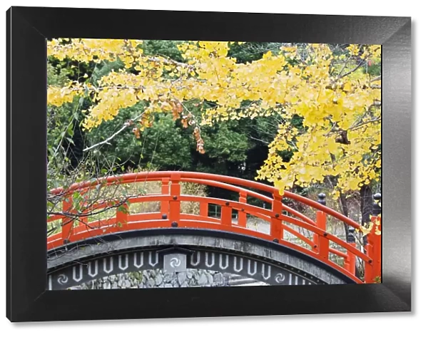 A red arched bridge and yellow gingko tree leaves, Shimogamo Shrine, Tadasu no Mori
