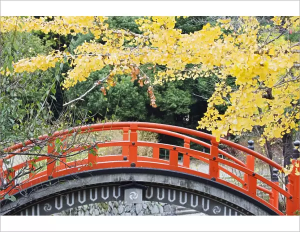A red arched bridge and yellow gingko tree leaves, Shimogamo Shrine, Tadasu no Mori