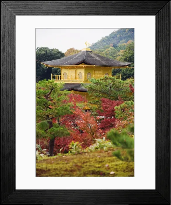 Framed Print : Autumn colour leaves, Golden Temple, Kinkaku ji (Kinkakuji), dating from 1397 Framed Print : Autumn colour leaves, Golden Temple, Kinkaku ji (Kinkakuji), dating from 1397